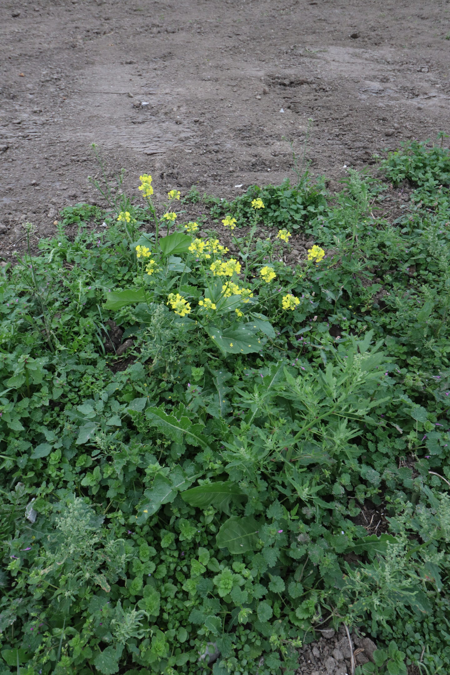 flower, green, garden, land, soil, sand, green, nature, clay, ground, grass, weed 